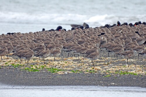 Hudsonian Godwit (Limosa haemastica), photo 4