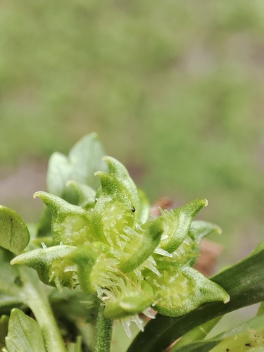 Rough-fruited buttercup