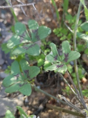 Oxalis pes-caprae sericea