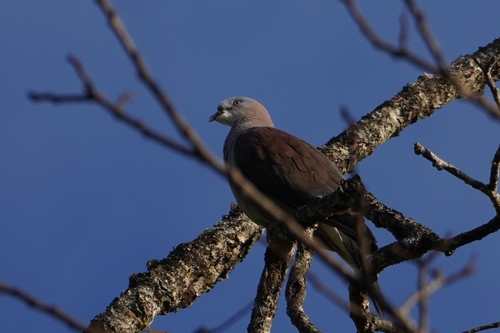 Mountain Imperial Pigeon (Ducula badia)
