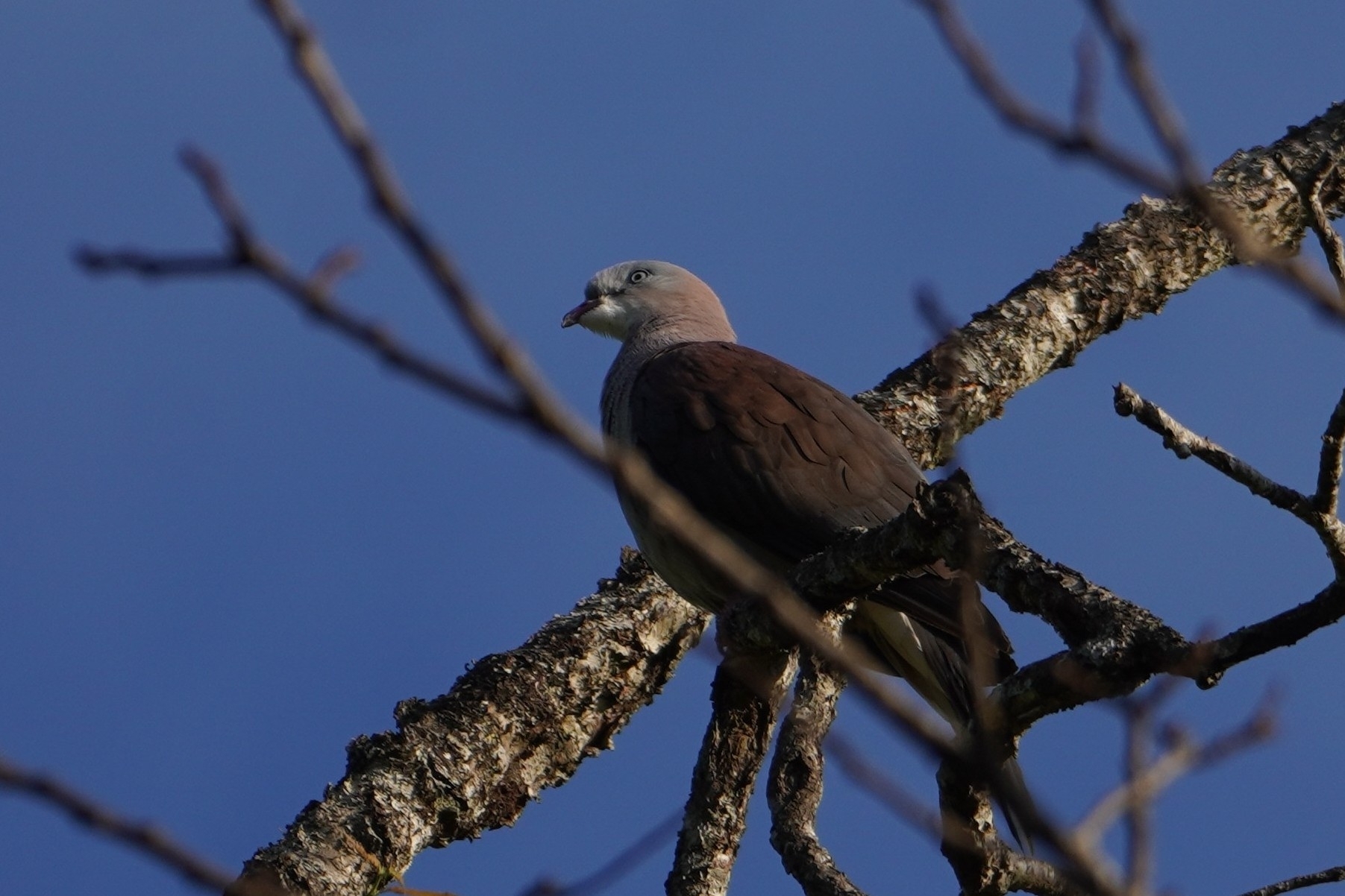 Mountain Imperial Pigeon (Ducula badia), photo 1