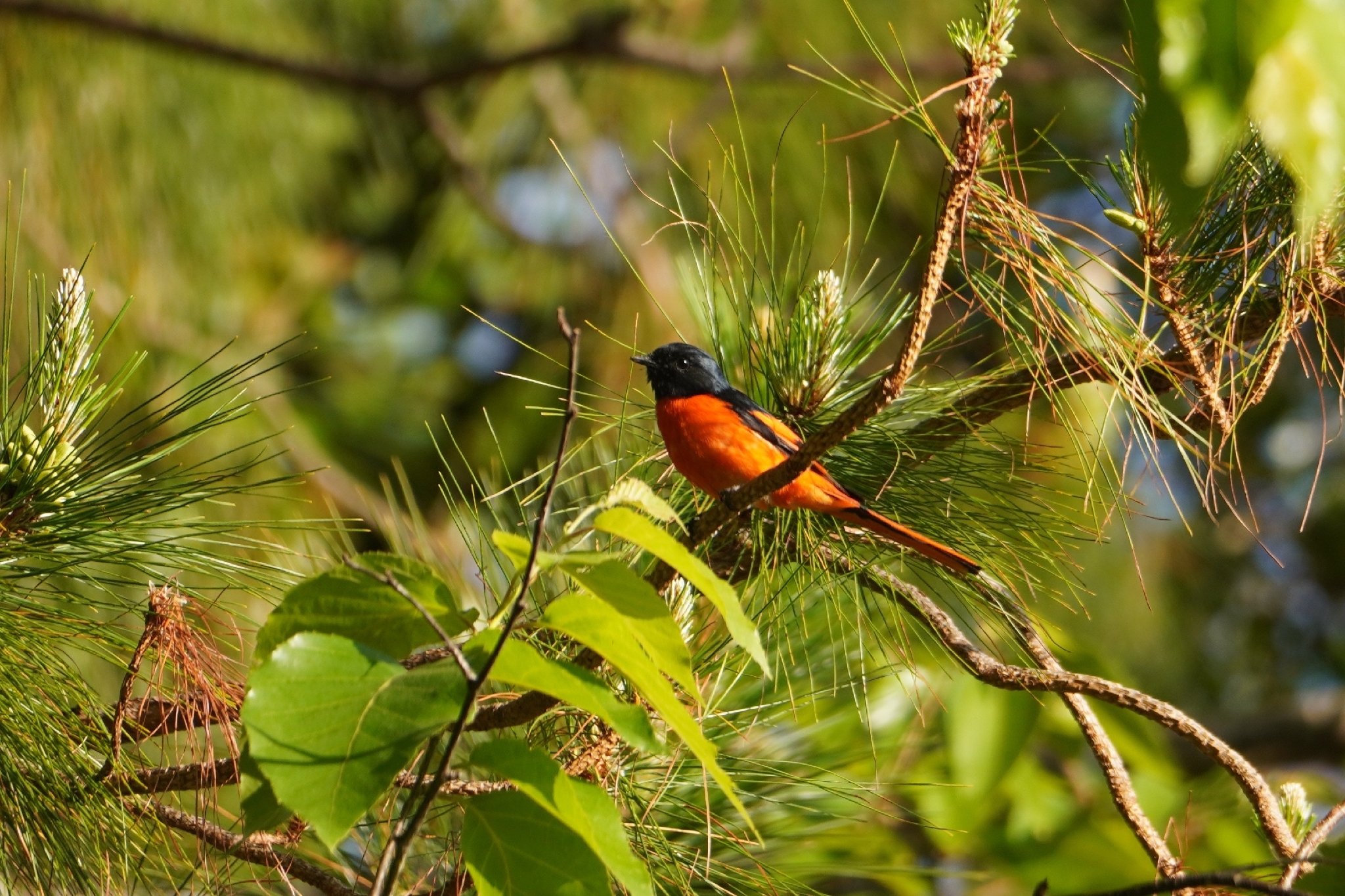 Long-tailed Minivet (Pericrocotus ethologus), photo 4