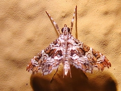 Sisyracera inabsconsalis