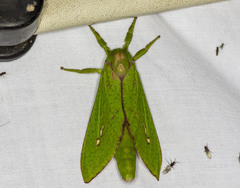 Aenetus eximia