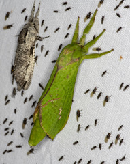 Aenetus eximia