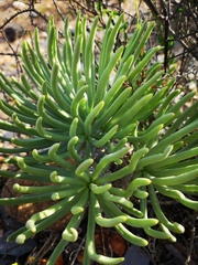 Tylecodon wallichii