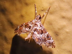 Sisyracera inabsconsalis