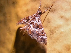 Sisyracera inabsconsalis