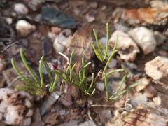 Oxalis ericifolia