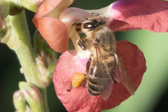 Apis mellifera