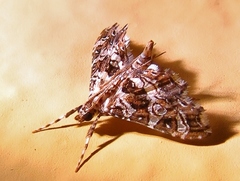 Sisyracera inabsconsalis