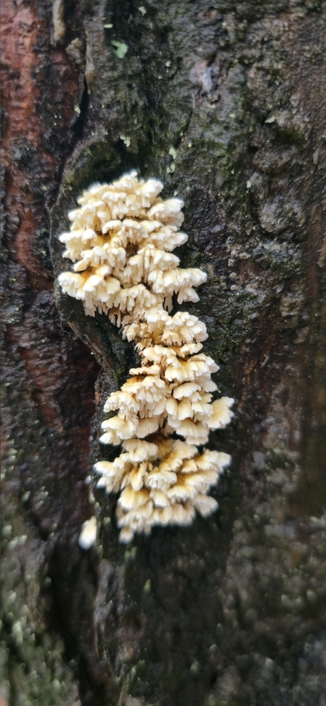 Plicatura pendula
