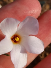 Oxalis ericifolia