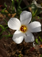 Oxalis ericifolia