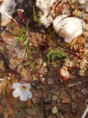 Oxalis ericifolia
