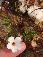 Oxalis ericifolia