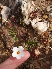 Oxalis ericifolia