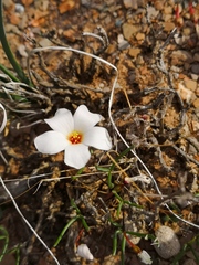 Oxalis ericifolia
