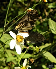 Altinote ozomene nox