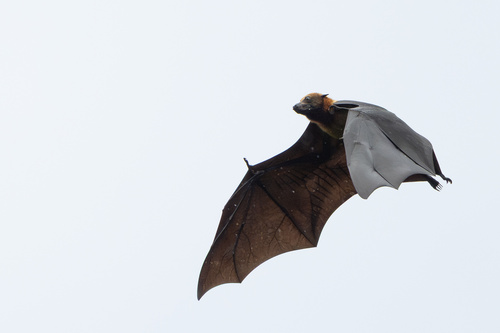 Pteropus melanopogon