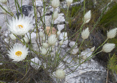 Edmondia