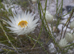 Edmondia