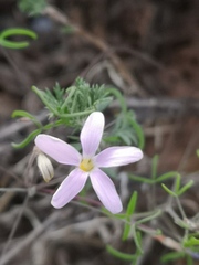 Oxalis suteroides