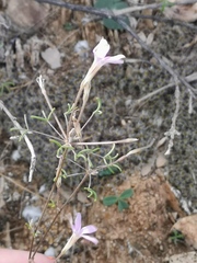Oxalis suteroides