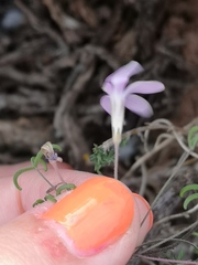 Oxalis suteroides
