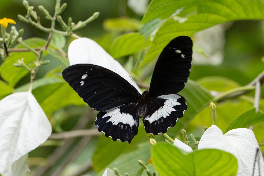 Papilio gambrisius (Papilio gambrisius)
