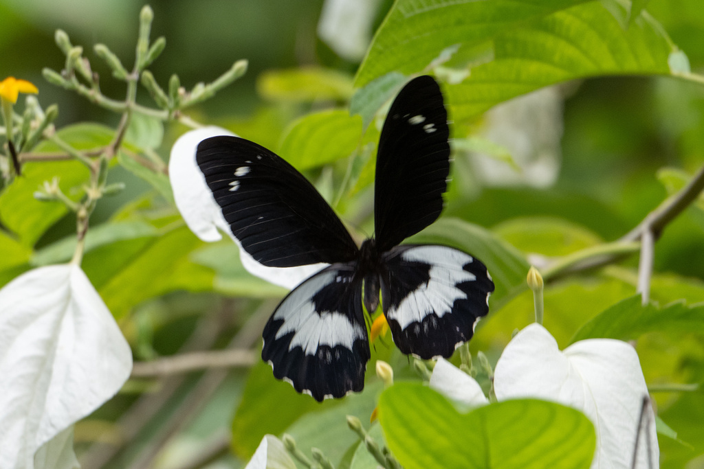 Papilio gambrisius (Papilio gambrisius)