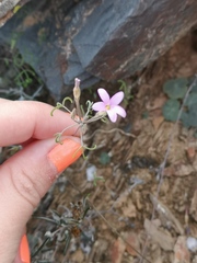Oxalis suteroides