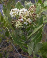 Olea capensis