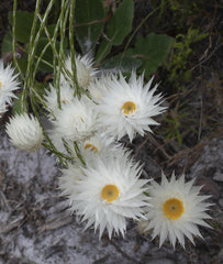 Edmondia