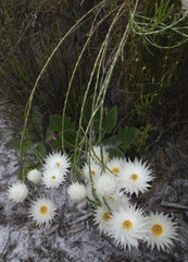 Edmondia