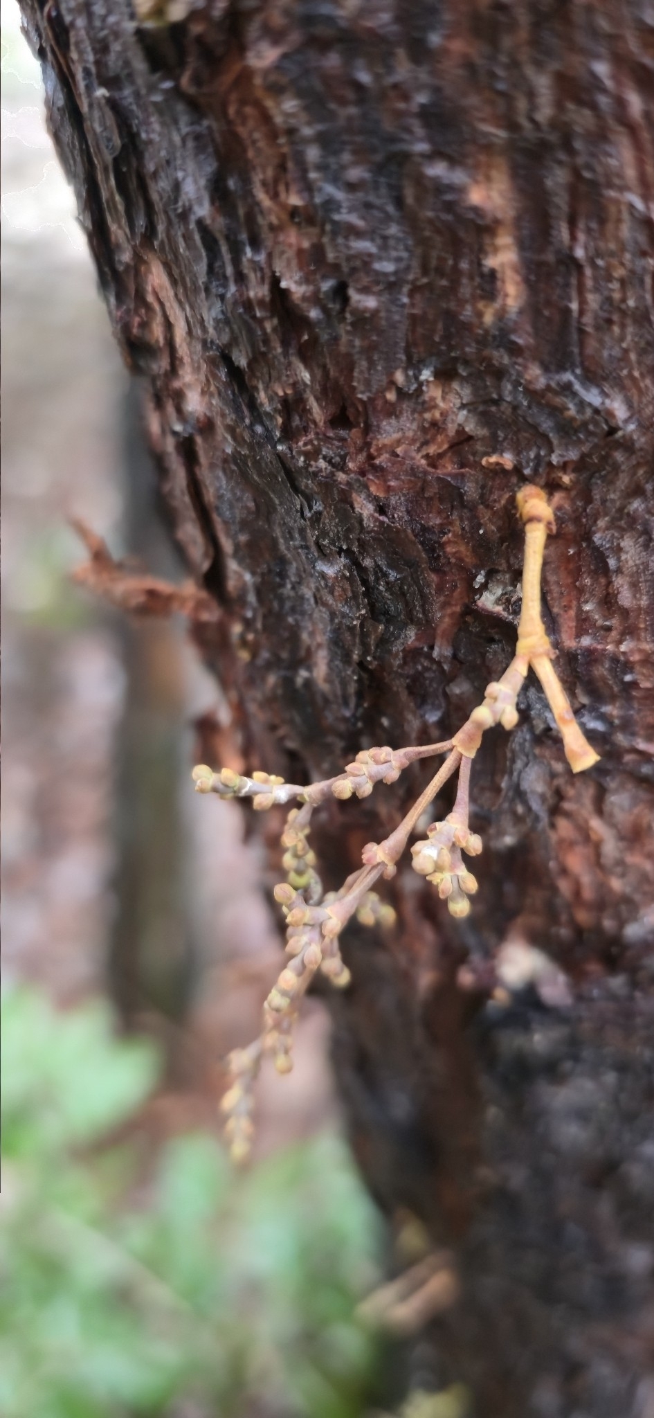 Lodgepole Pine Dwarf-Mistletoe (Arceuthobium americanum)