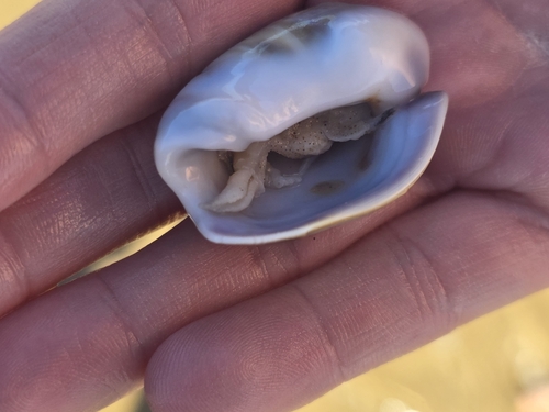 Olivancillaria auricularia