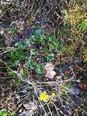 Oxalis pes-caprae sericea