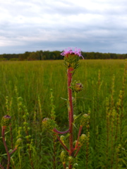 Liatris novae-angliae