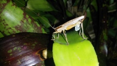 Larifugagraecia spuria