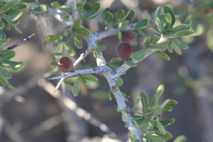 Schinus johnstonii, photograph (c) Romi Galeota Lencina, some rights reserved (CC BY)