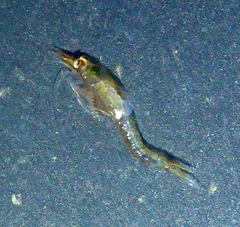 Eumalacostraca