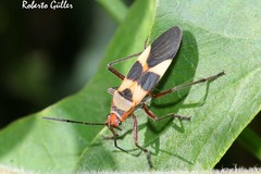 Oncopeltus unifasciatellus