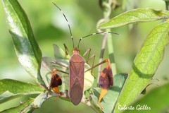 Anisoscelis marginellus