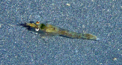 Eumalacostraca