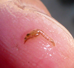 Eumalacostraca