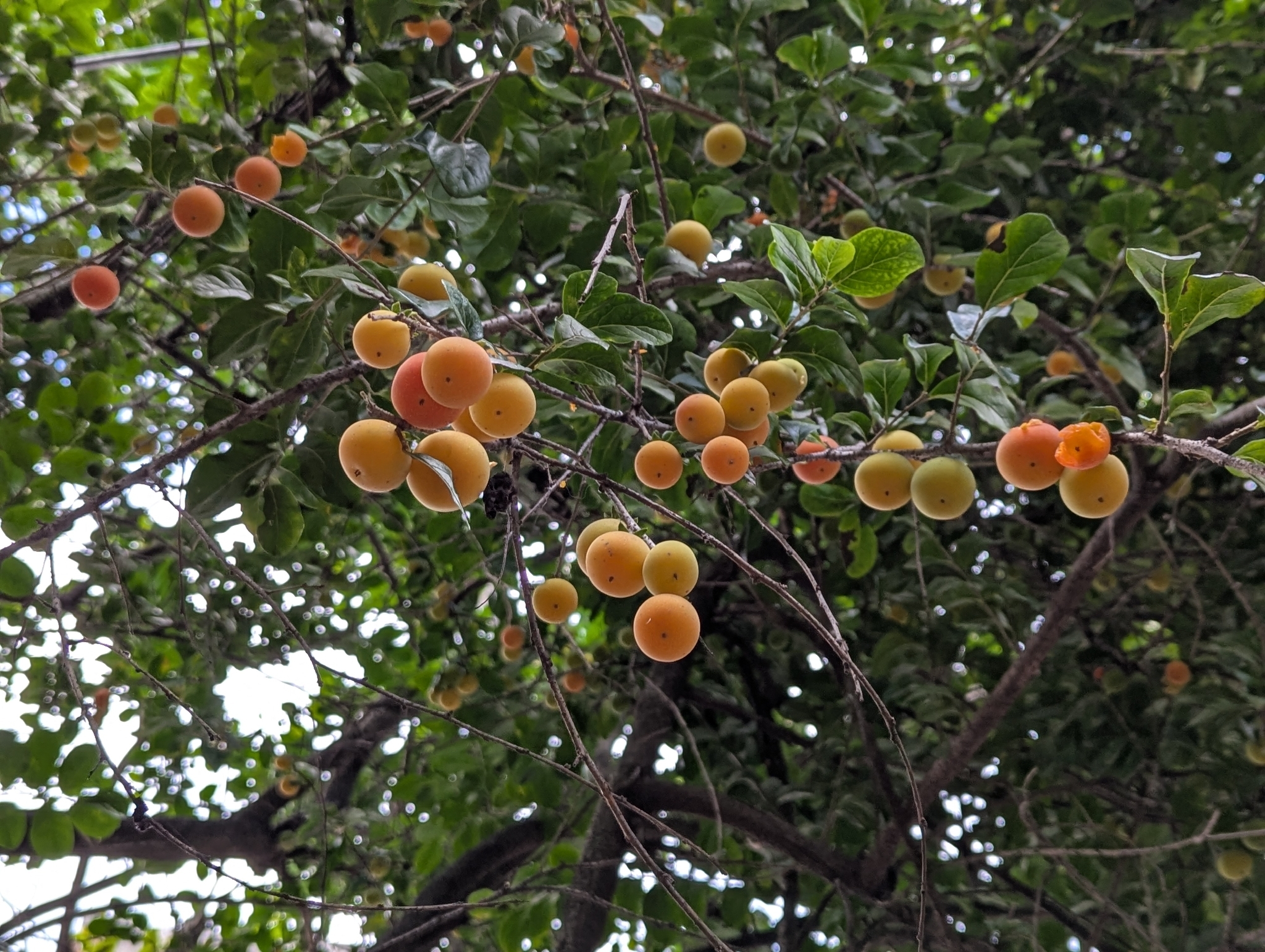 Koshum (Dovyalis abyssinica)