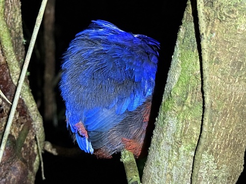 Garnet Pitta (Erythropitta granatina), photo 6