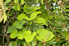 Aristolochia macrophylla