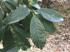 Quercus glauca